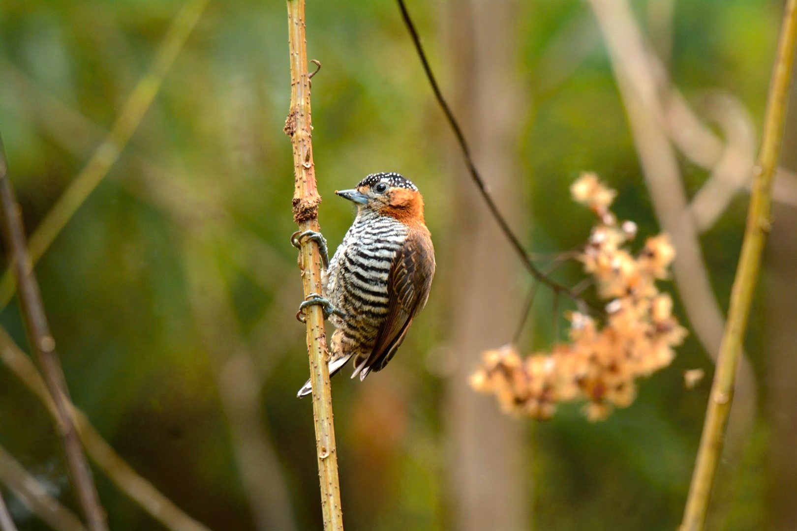 RMS – Comfloresta Rio da Areia – Monitoramento de Fauna e Flora