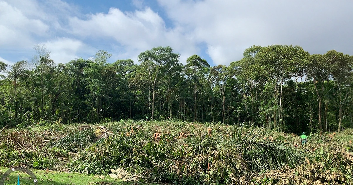 licenças para supressão de vegetação